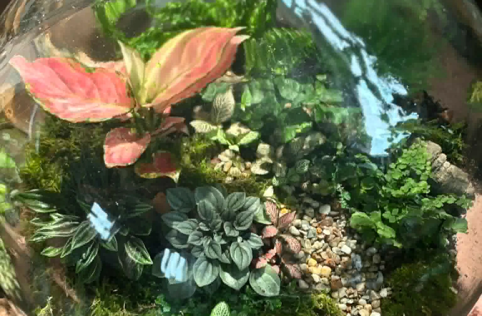 A detailed planted glass terrarium with moss and miniature plants