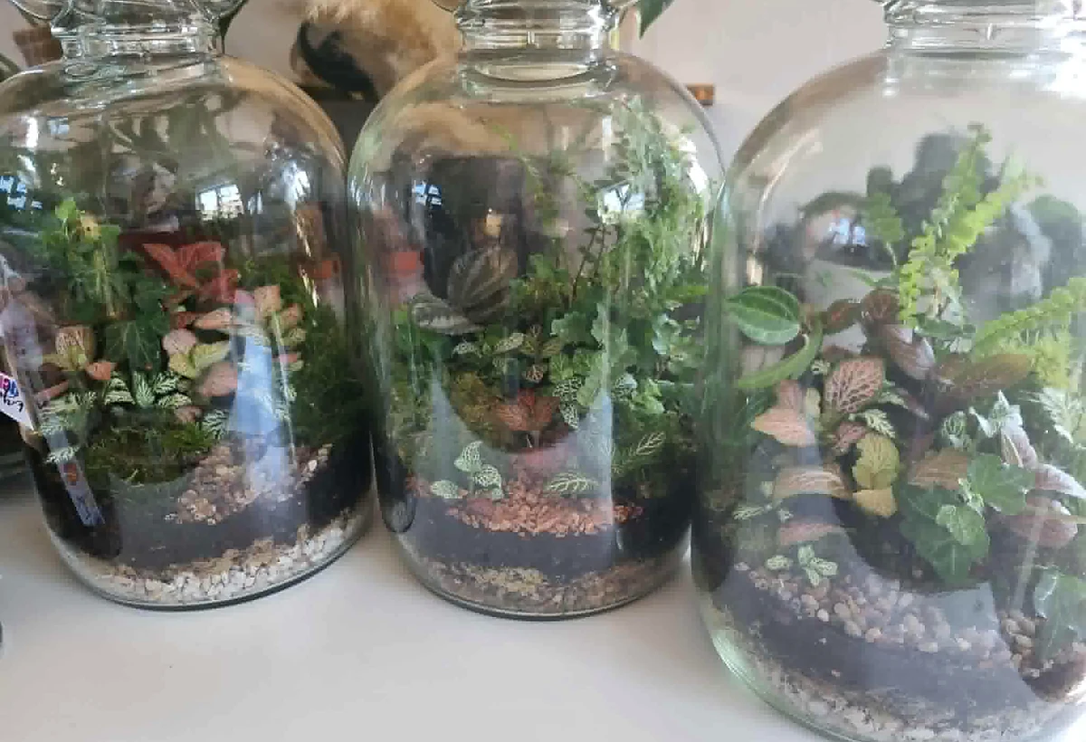 Three planted glass terrariums