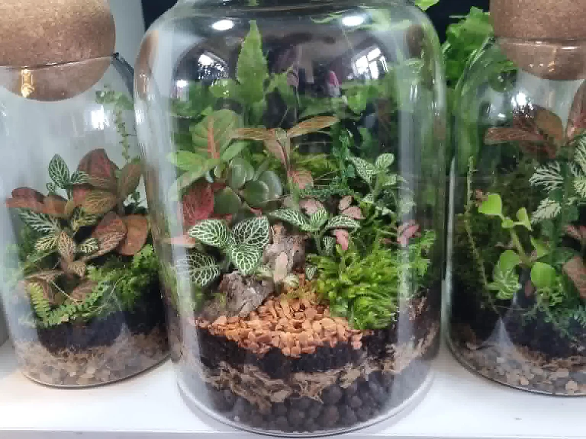 A collection of planted glass terrariums with wooden and cork lids